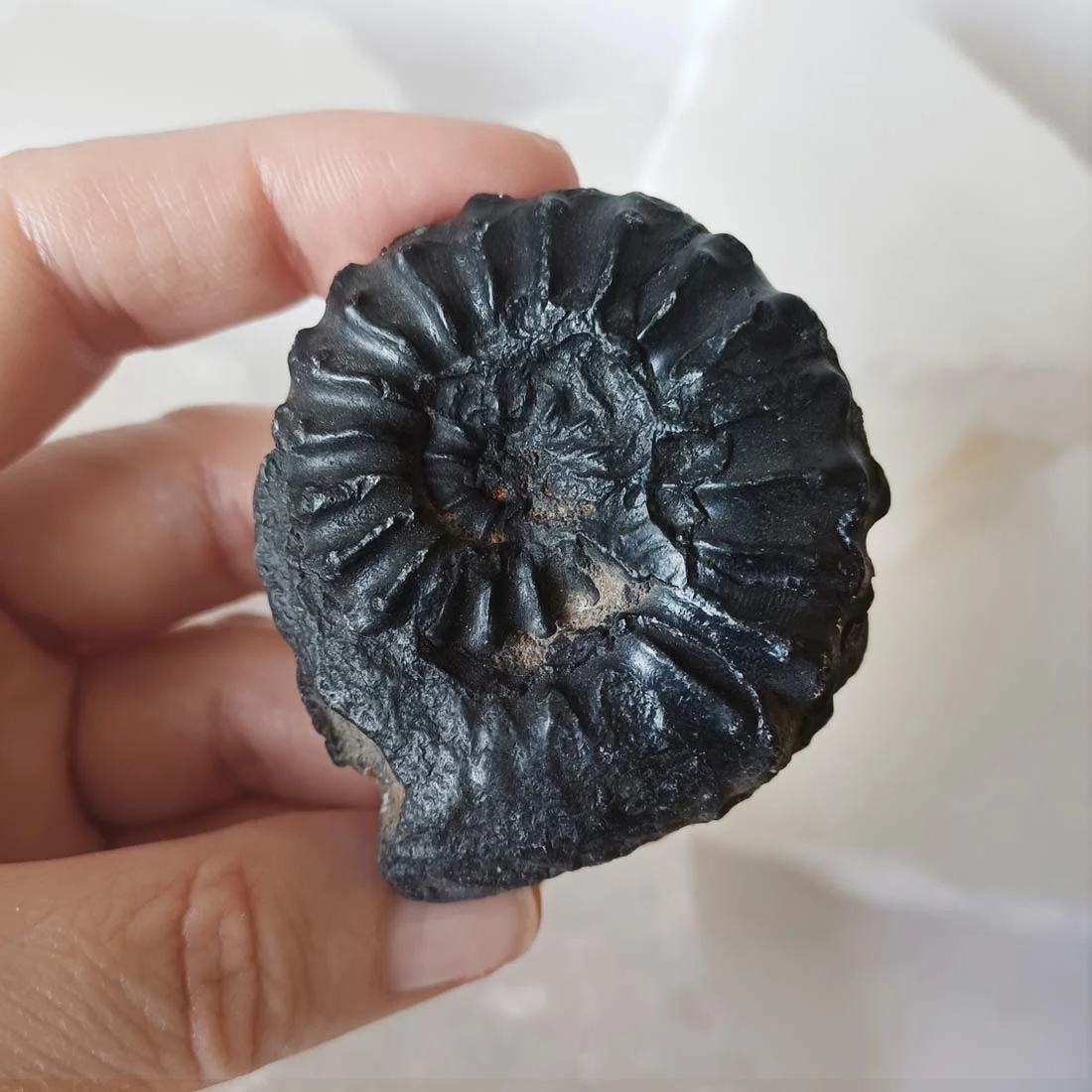 Ammonite Asteroceras