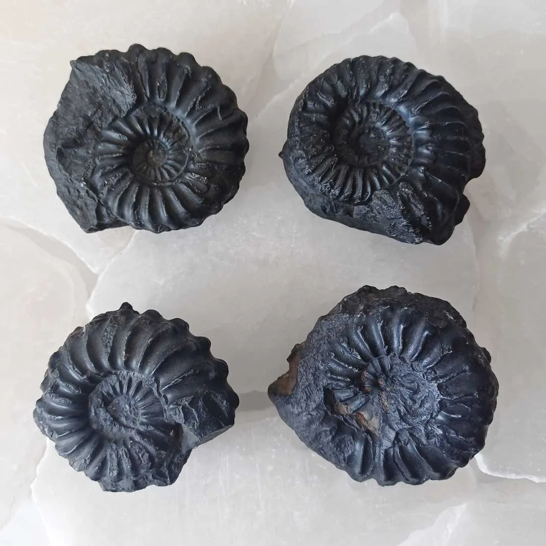 Ammonite Asteroceras