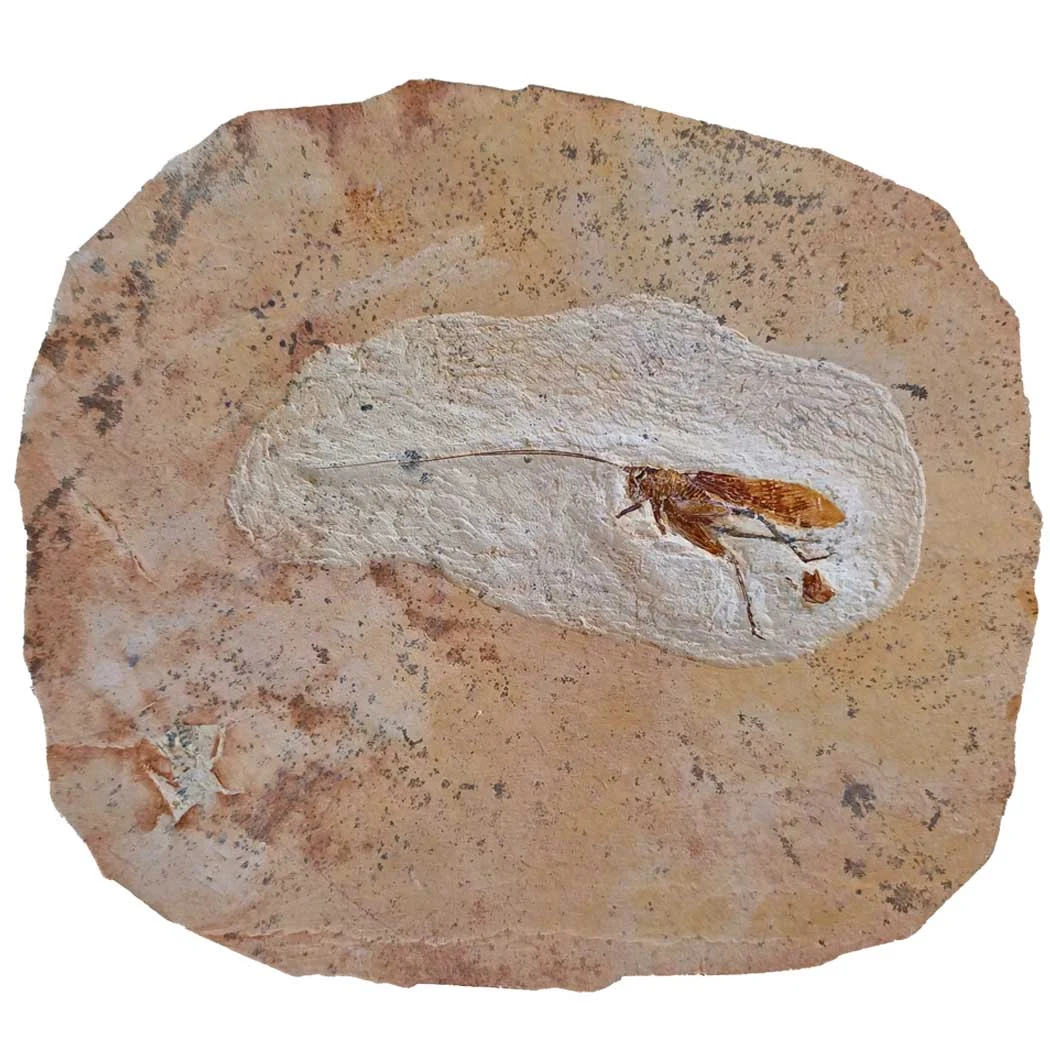 insect fossil