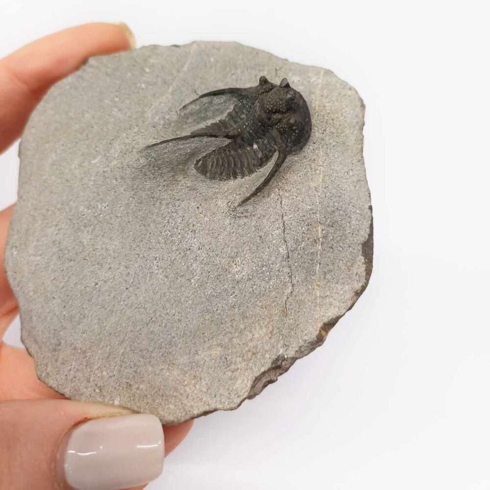 Trilobite Otarion Fossil
