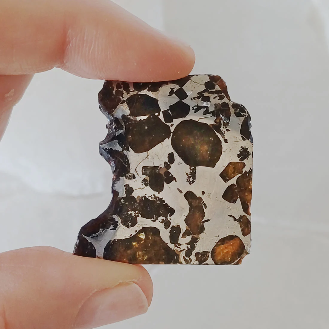 Seymchan Pallasite meteorite from Russia with visible natural olivine inclusions in a nickel-iron matrix.