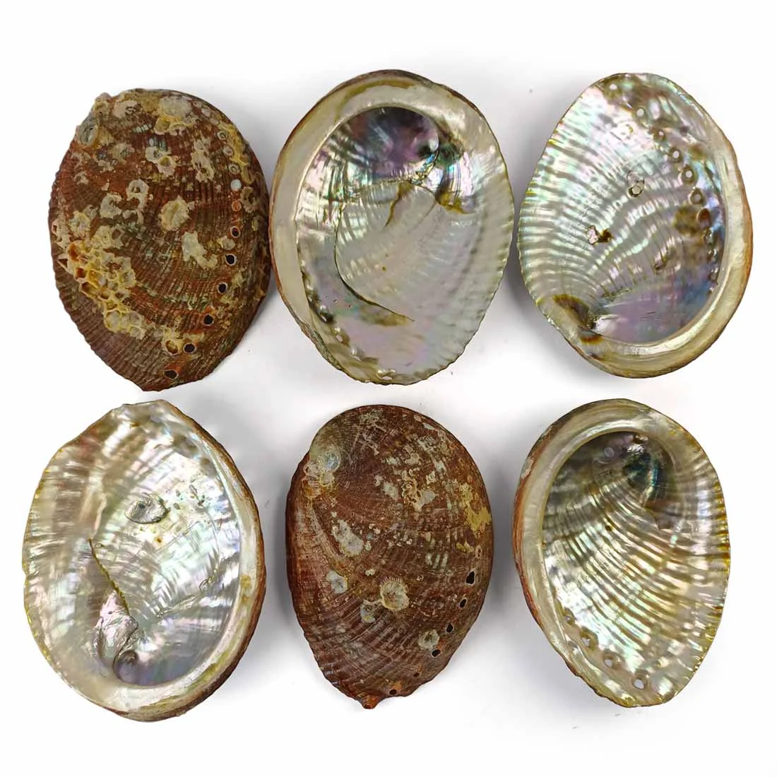 abalone shells -sold per one piece