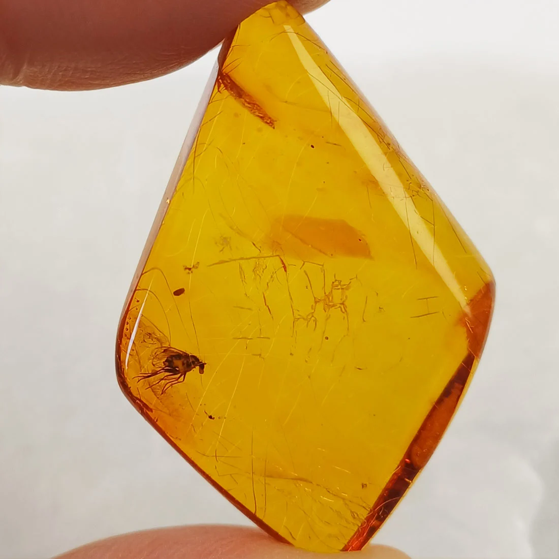 Amber with insect inclusion fossilized resin with preserved prehistoric insect