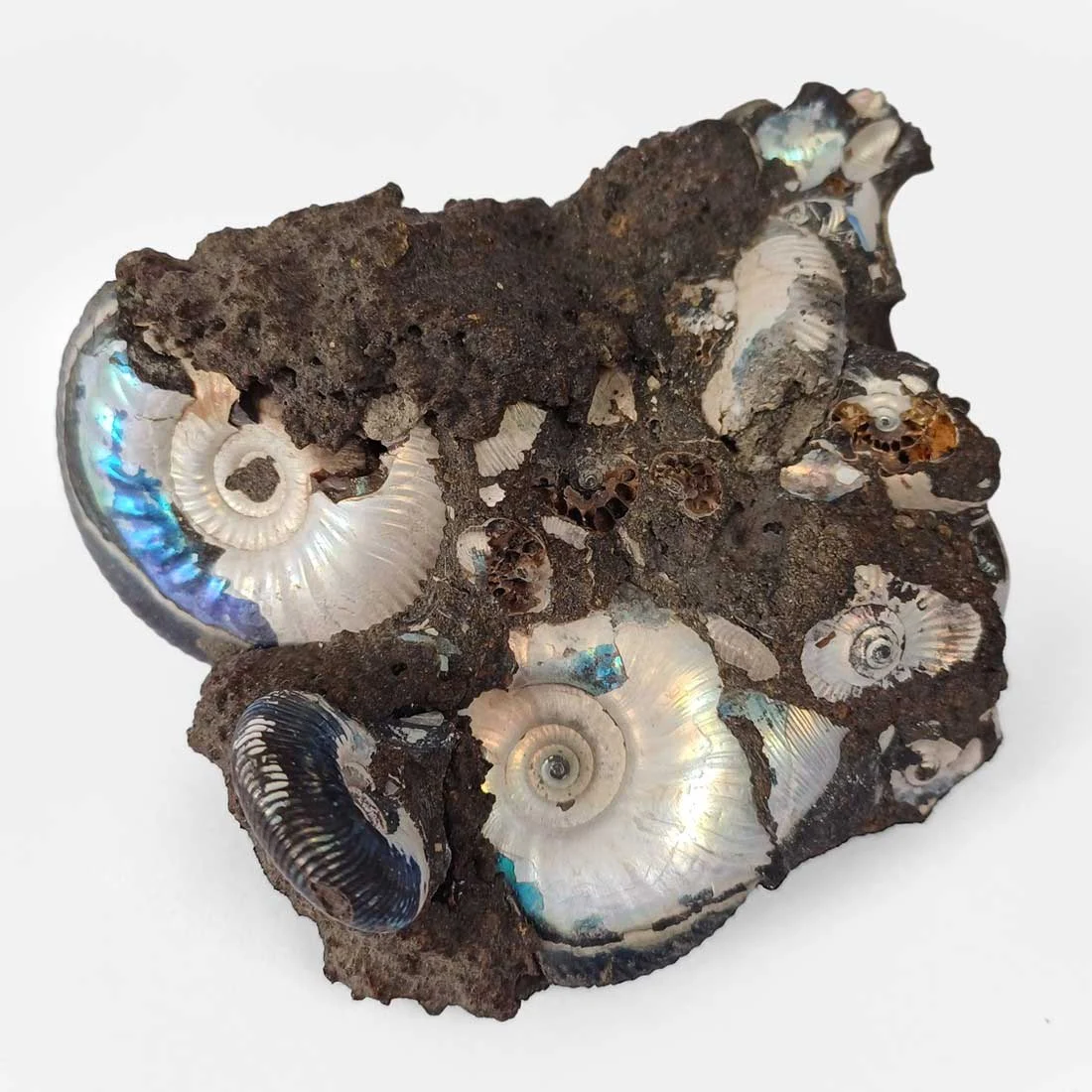 Ammonite Graspedites fossil cluster from Russia with multiple iridescent shell formations in dark natural matrix