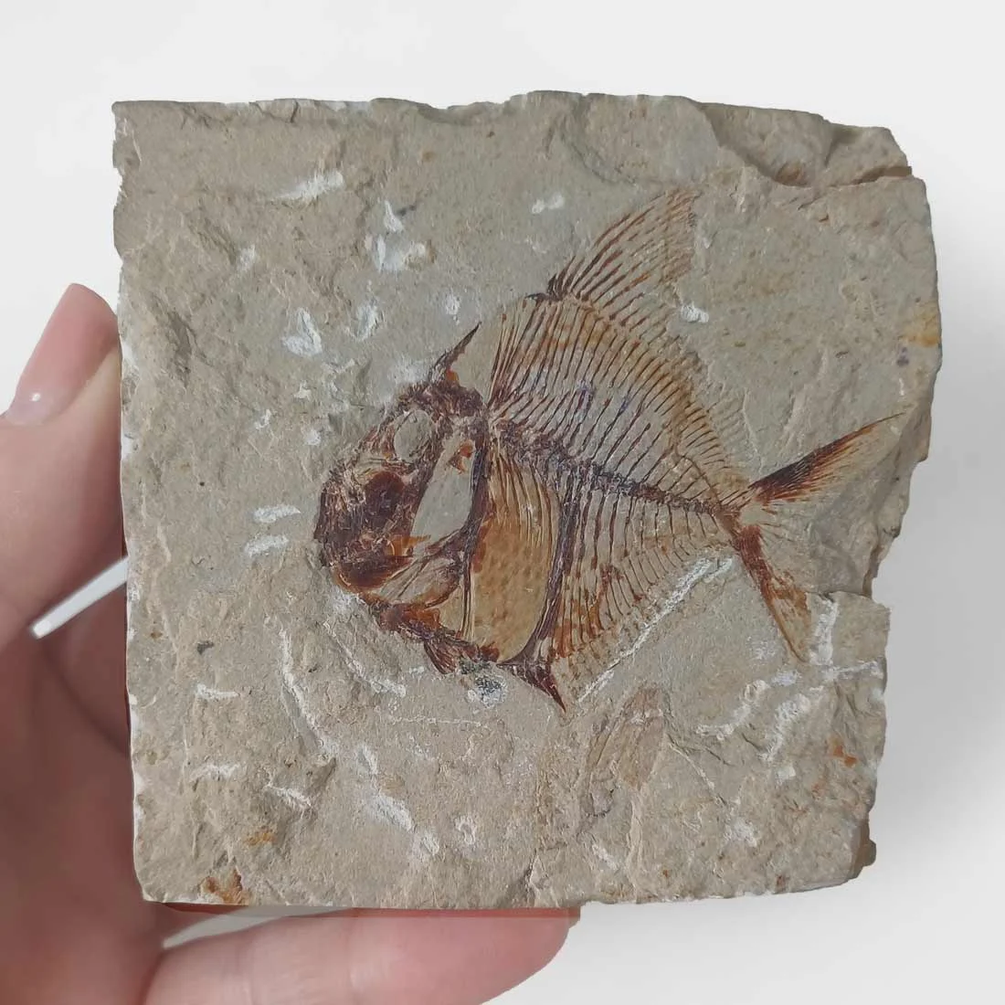 100 million year old fossil fish from Lebanon preserved in natural limestone matrix
